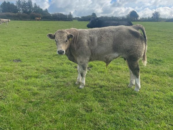 10 good quality weanling bulls - Main image