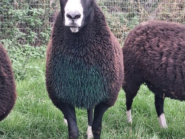 PBR Zwartbles Ram for sale - Main image