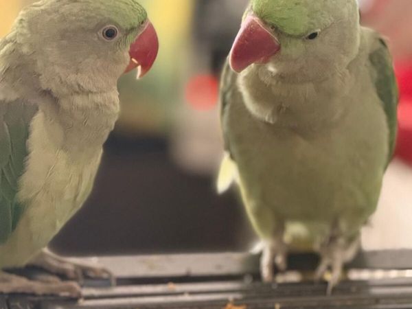 Alexandrine Parrots with big cage - Main image