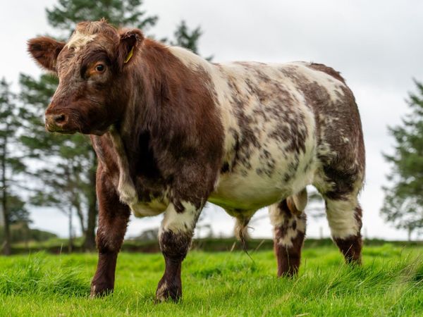 BEEF SHORTHORN BULL - Main image
