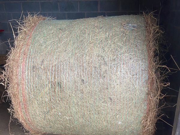 Hay - Main image