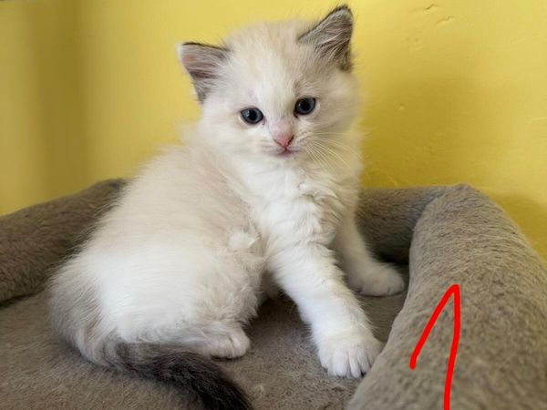 Ragdoll kitten - Main image