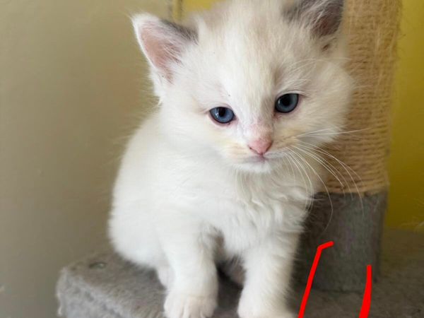 Ragdoll kitten - Main image