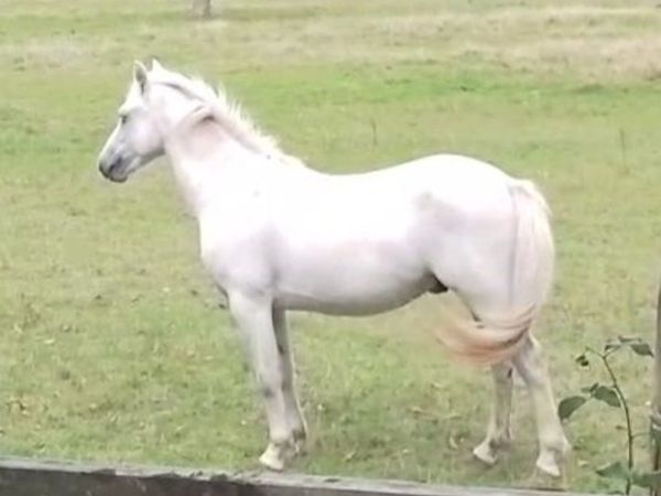 Connemara  grandsire is Glencarrick Knight - Main image