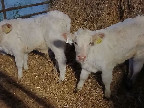 Pbr ch bulls - Main image