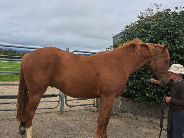 3yr old geld by Lansdown - Main image
