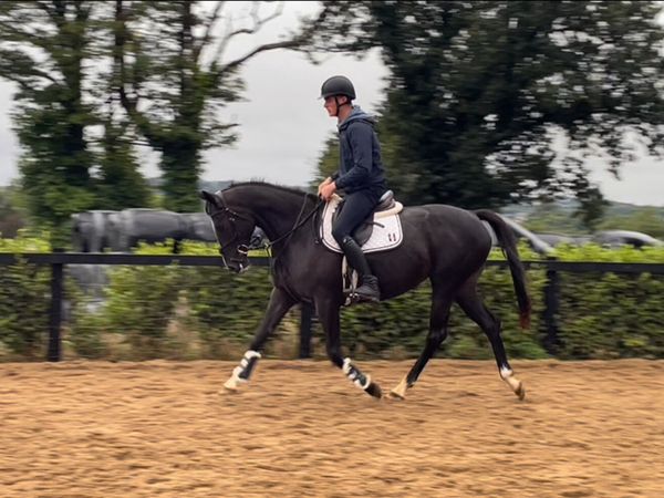 5yr old 15.2 mare - Main image