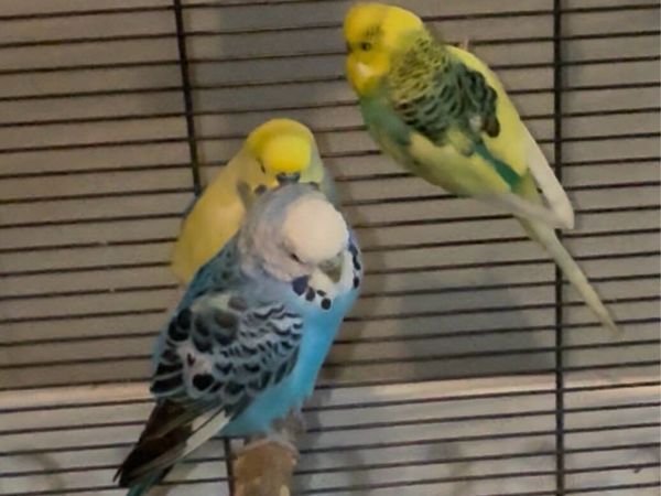 Free budgies - Main image