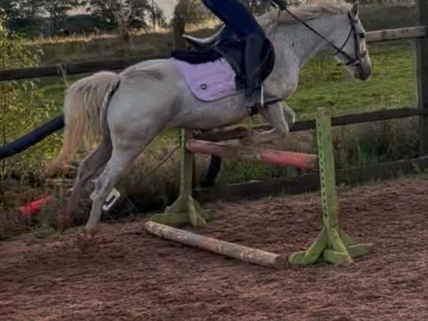 Two first ponies - Main image