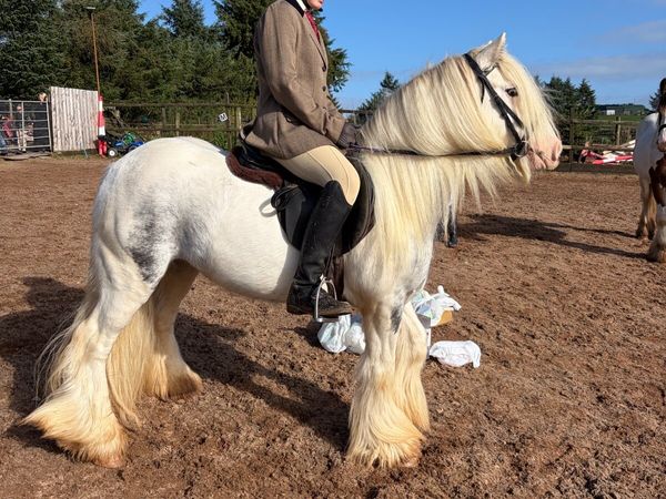 First pony - Main image