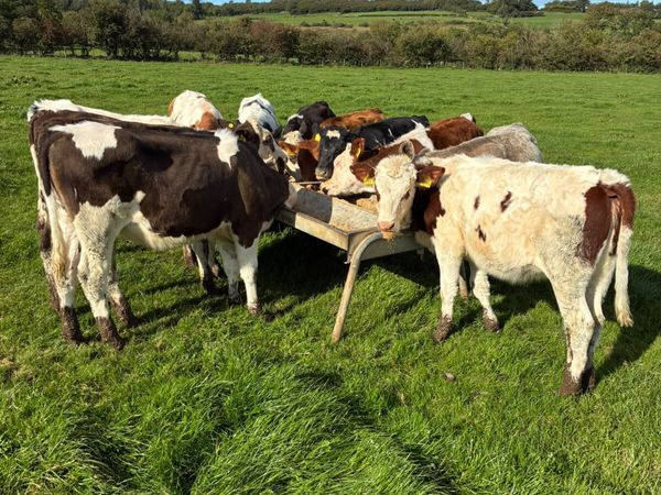 Heifers - Main image