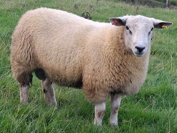 STRONG SUFFTEX RAM LAMBS - Main image
