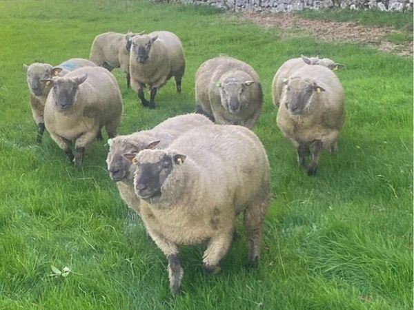 Vendeen Ram Lambs - Main image