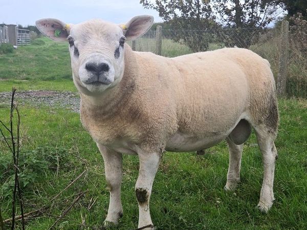 Pedigree Texel Hogget Ram - Main image