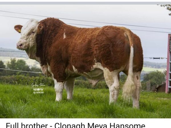Simmental  bulls - Main image