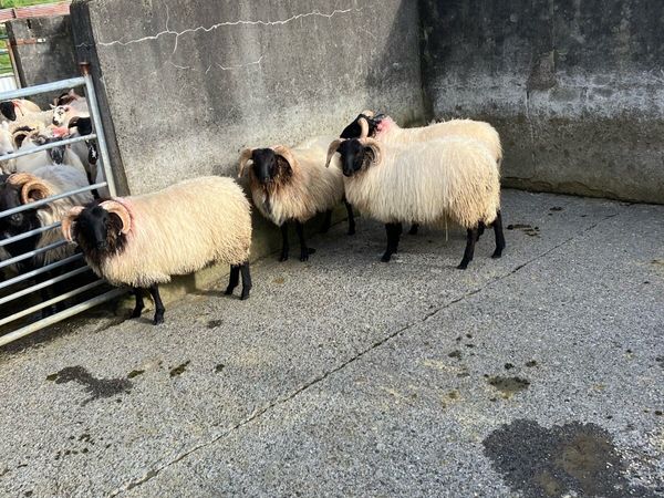 Livestock - Main image