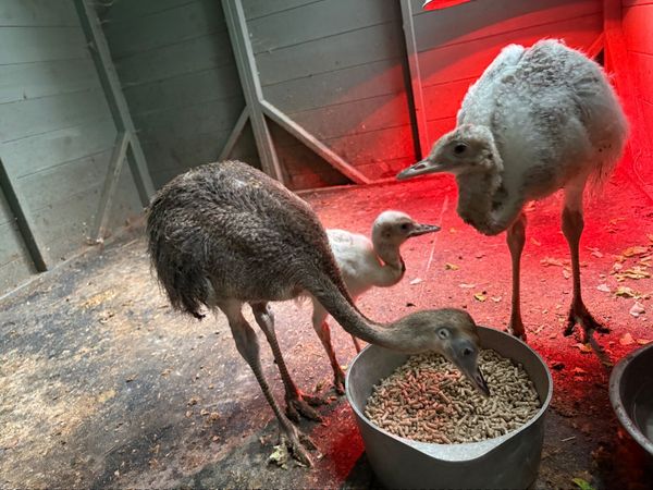 3 Rhea Chicks - Main image