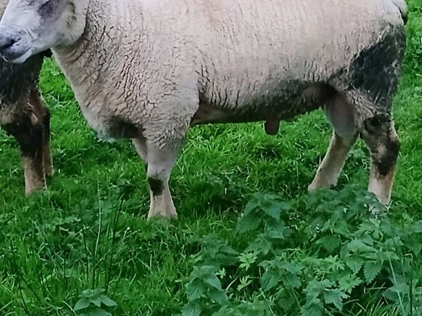 Ram - Main image
