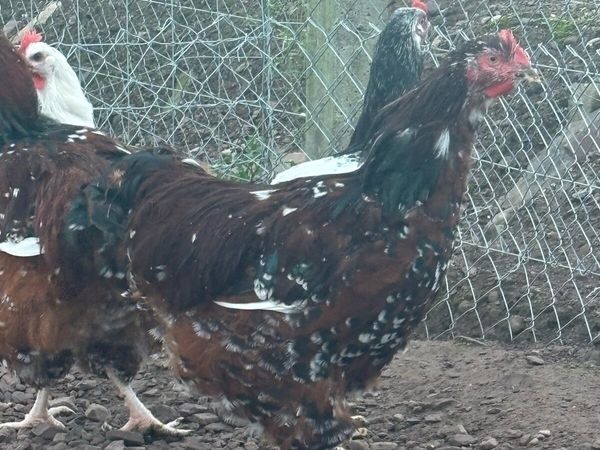 Jubilee Orpington Cockrel - Main image