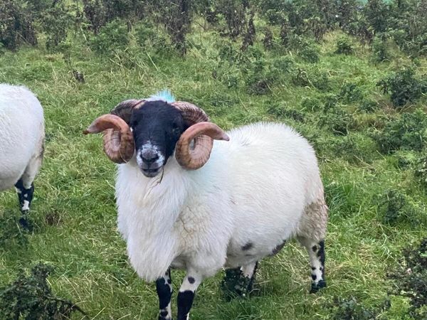 Rams for sale - Main image