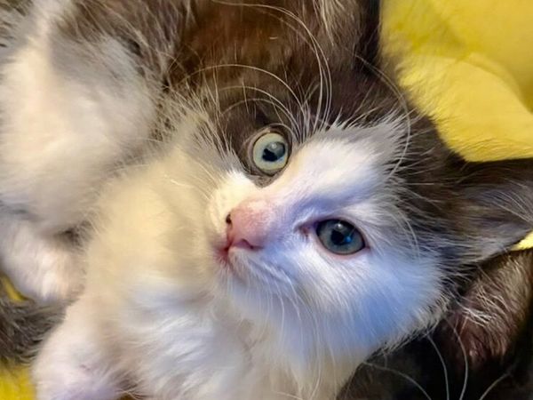 Cross siberian kittens - Main image