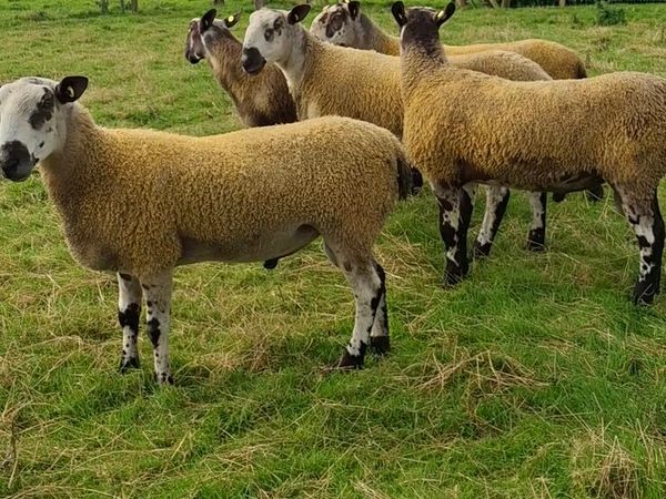 BLUEFACED LEICESTER HOGGET RAMS - Main image