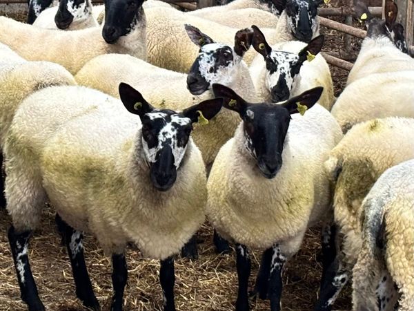 Milford ewe hoggets - Main image