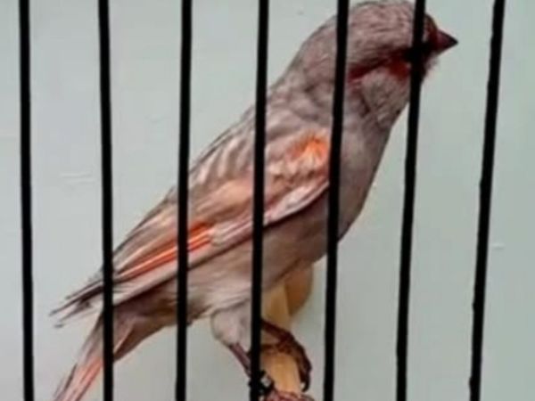 Color canaries - Main image