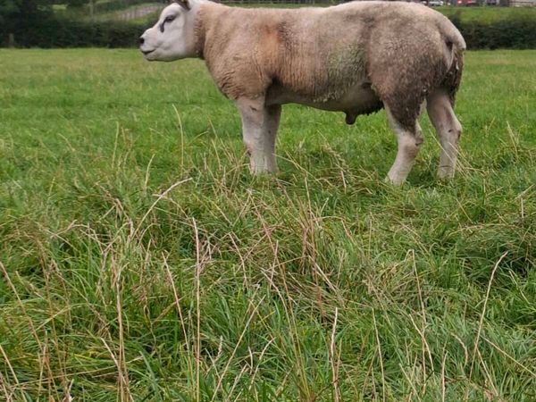 TEXEL SHEARLING FOR SALE - Main image