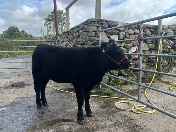 Pbr Aberdeen Angus - Main image