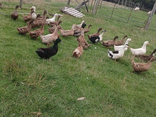 Hens and ducks - Main image