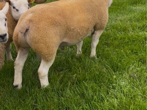 Texel Rams - Main image