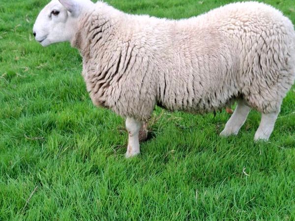 Cheviot Cross Ram Lamb Breeding - Main image