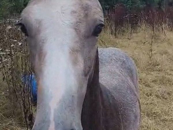Derryveeney Cruise Colt Foal - Main image