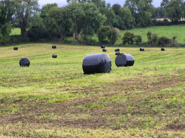 Silage Bales ""New Grass"" - Main image
