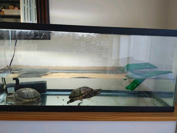 Two musk turtles and aquarium - Main image