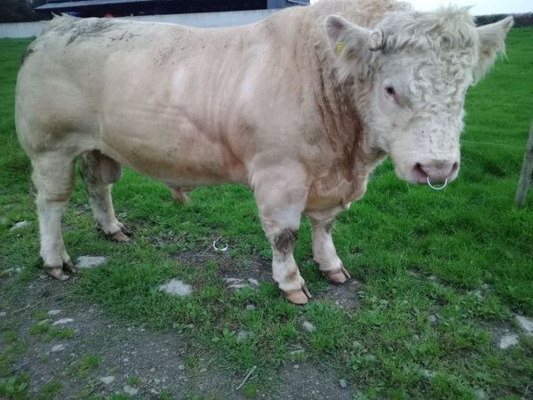 Pure bred Charolais bull - Main image