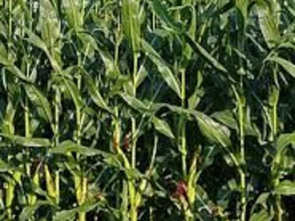 Maize     Price drop.  Going in next week. - Main image