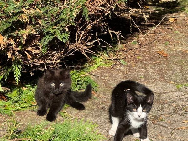 Lovely 3-Month-Old Kittens - Main image