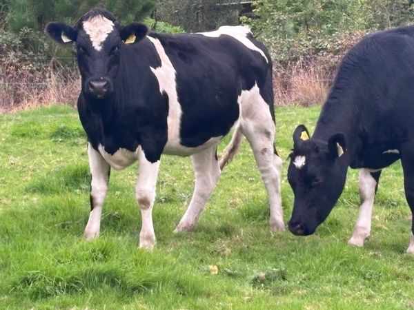 7 bulling Freisan heifers for sale - Main image