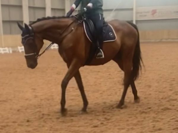 Confidence giver 16hh bay gelding - Main image