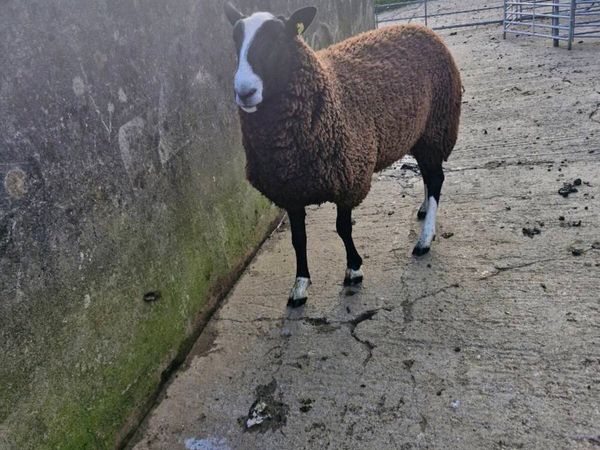 PB RAM & Ewe lamb - Main image