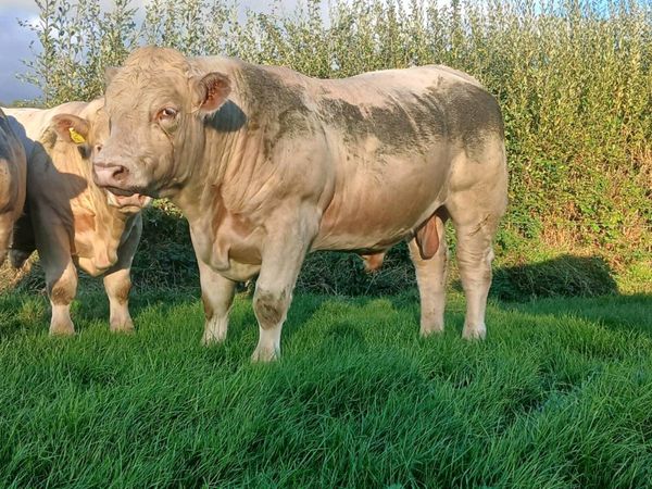 Charolais Bulls - Main image