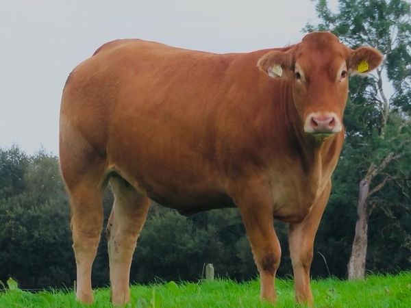 Incalf Heifer sale 3rd October 2026 Balla Mart - Main image