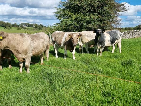Forward store cattle - Main image