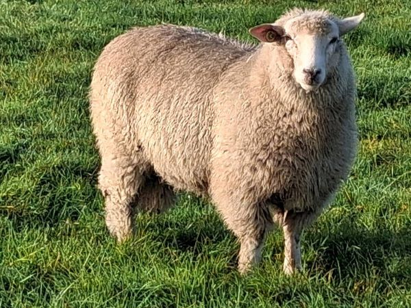 PBR 5⭐️ Galway Ram Lambs - Main image