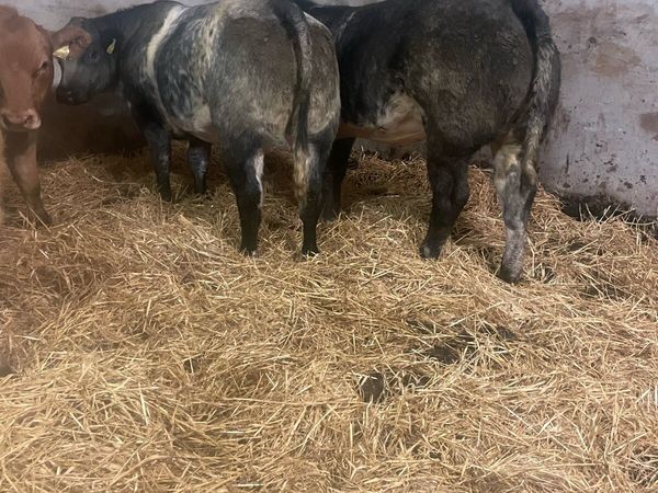 Heifer Weanlings Ballinrobe mart Friday 25th Sept - Main image