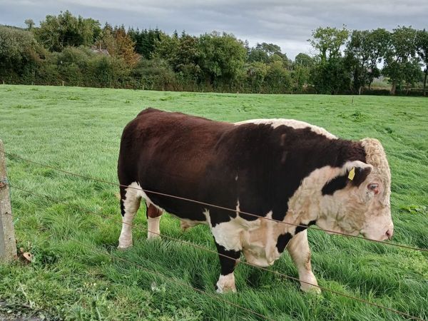 Hereford Bull - Main image