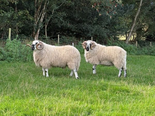 Scotch Hogget Rams - Main image