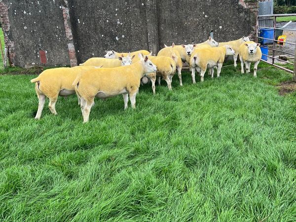 Shearing rams - Main image